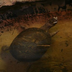 West African mud turtle?