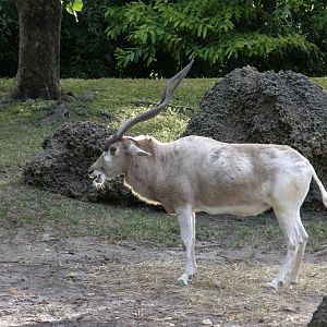 addax