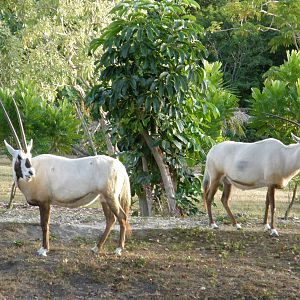 arabian oryx