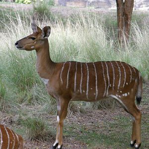 nyala