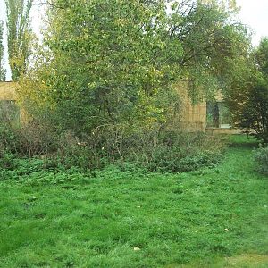 Sumatran Tiger exhibit 14th October 2011