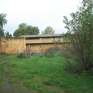 Sumatran Tiger exhibit 14th October 2011