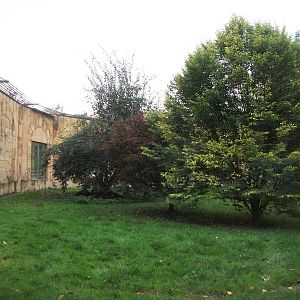 Sumatran Tiger exhibit 14th October 2011