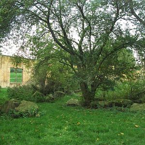 Sumatran Tiger exhibit 14th October 2011