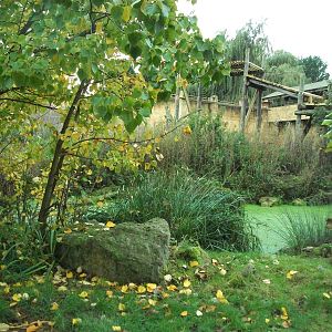 Sumatran Tiger exhibit 14th October 2011