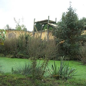 Sumatran Tiger exhibit 14th October 2011