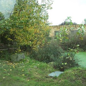 Sumatran Tiger exhibit 14th October 2011