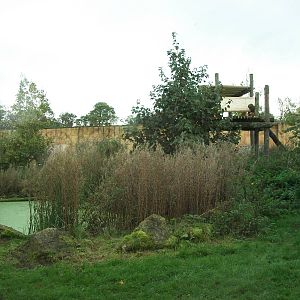 Sumatran Tiger exhibit 14th October 2011