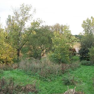 Sumatran Tiger exhibit 14th October 2011