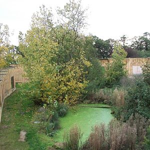 Sumatran Tiger exhibit 14th October 2011