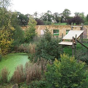 Sumatran Tiger exhibit 14th October 2011