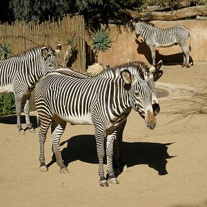 grevys zebra