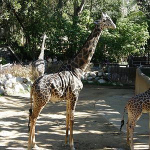 masai giraffe