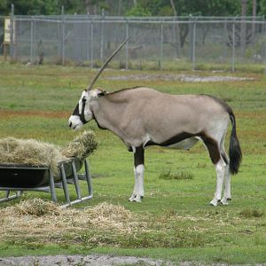 gemsbok