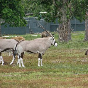 gemsbok