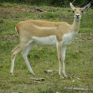 blackbuck