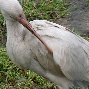 Unknown ibis