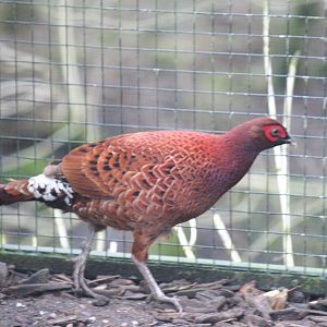 Scintillating copper pheasant?
