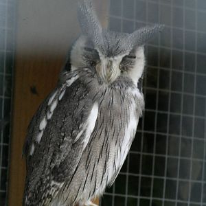 Scops owl ssp?