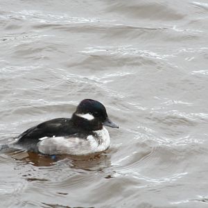 Young bufflehead?