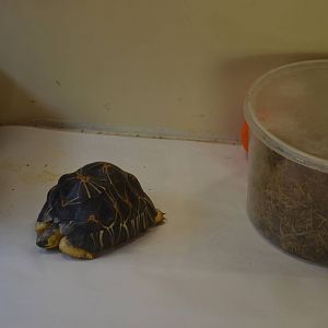 Baby Radiated Tortoise - Nursery