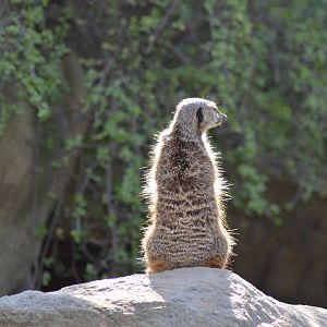 Meerkat