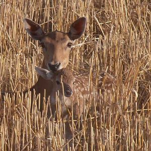 Fallow deer and Fawn