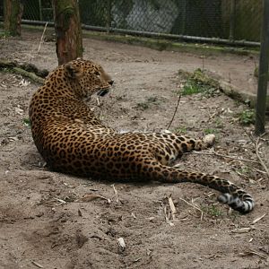 SriLankan leopard 3