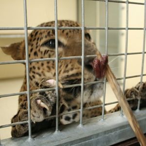 Sri Lankan leopard 9