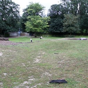 Planckendael - Indian rhino paddock