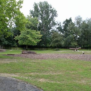 Planckendael - Indian rhino paddock