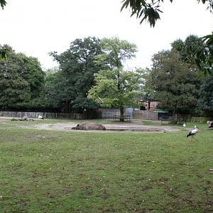 Planckendael - Indian rhino paddock