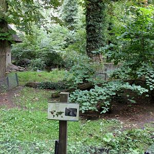 Planckendael - Europe (Raccoon)