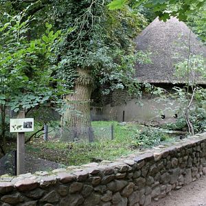 Planckendael - Europe (Raccoon)