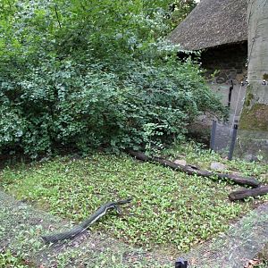 Planckendael - Europe (Raccoon)