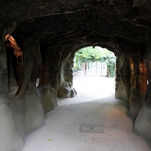 Planckendael - Europe (Badger/Raccoon)