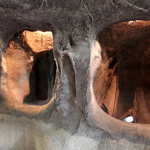 Planckendael - Europe (Raccoon)