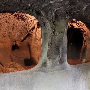 Planckendael - Europe (Badger)