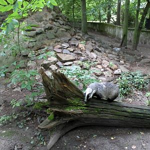 Planckendael - Europe (Badger)