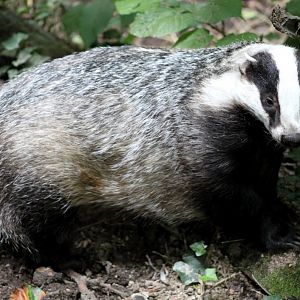 Planckendael - Europe (Badger)
