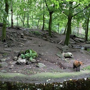 Planckendael - Europe (Red fox)
