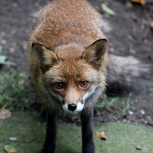 Planckendael - Europe (Red fox)