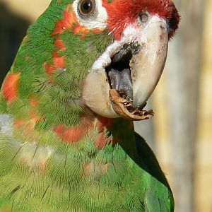 Giant south american aviary - Mitred conure