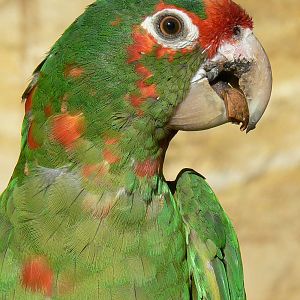 Giant south american aviary - Mitred conure