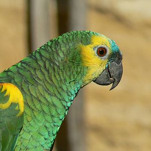 Giant south american aviary - Blue-fronted amazon