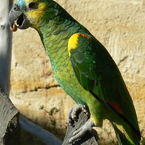 Giant south american aviary - Blue-fronted amazon