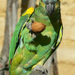 Giant south american aviary - Blue-fronted amazon