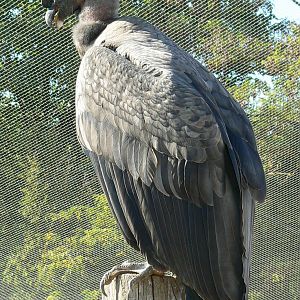 Giant south american aviary - Andean condor