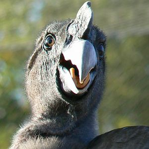 Giant south american aviary - Andean condor