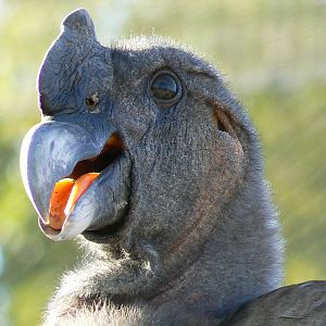 Giant south american aviary - Andean condor